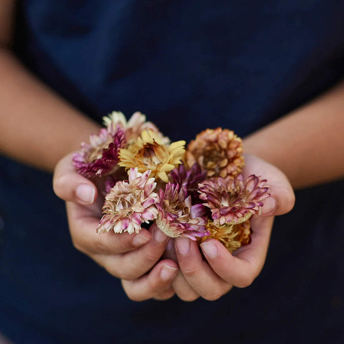 Gus and Mabel | Delightful Dried Flowers Small (assorted)